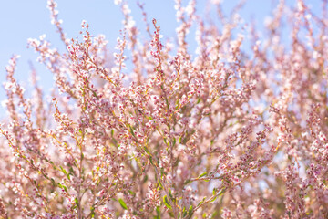Obraz premium field with wild dried grass, flower and spikelets beige close up on blurred background Wilted nature and trend concept Autumn season