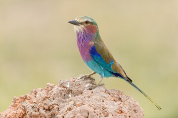 Portrait of a lilac-breasted roller perched on a rock at Masai Mara, Kenya