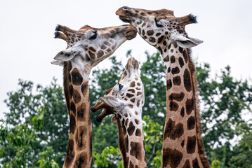 Threesome of giraffes