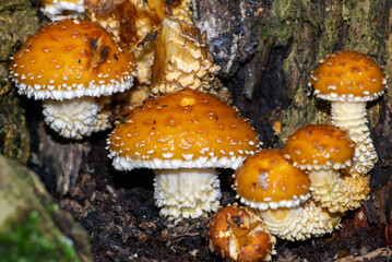 Chestnut Fungus (Pholiota adiposa) by the entrance to the Bridge Street nature reserve, Horwich. 1.5m above ground in an ash tree hole. 