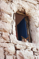 cat in the window in the wall