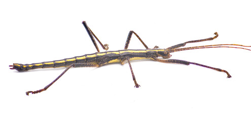 Large southern two striped walking stick -  Anisomorpha buprestoides - isolated on white background great full detail throughout side view Close up