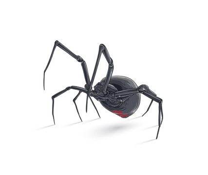 Spider, Black Widow, Red back female, views isolated on white, vector illustration