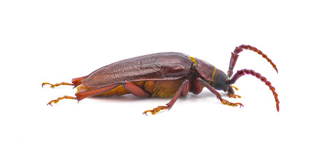 Prionus pocularis - tooth necked longhorn beetle - isolated on white background side profile view