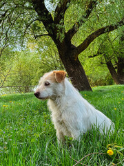 dog sitting on green grass under a tree