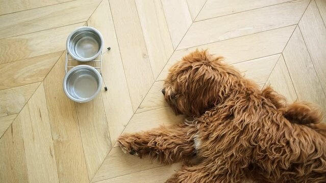 Hungry cute dog labradoodle lies on the floor in front of an empty bowl and waits to be fed. Waiting for food while the owner is not at home. The dog is bored alone. Top view