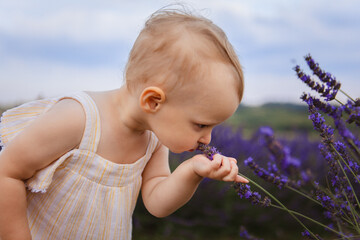 Lavender flowers are smelled by a little girl in the field