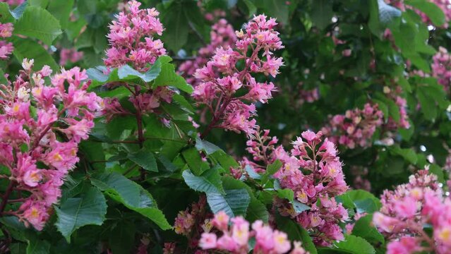 Red horse-chestnut tree blooming in spring