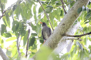 White-chinned thrush or hopping Dick (Turdus aurantius), one of Jamaican endemic species