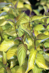 Closeup of Golden Tartarean dogwood foliage, Devon England
