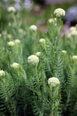 Closeup of Yarrow just starting to bloom, Devon England
