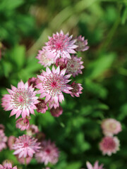 Sunlit Greater Masterwort blooms, Devon England

