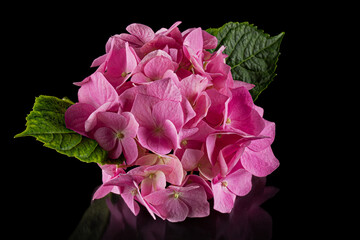 Obraz premium Inflorescence of the pink flowers of hydrangea, isolated on black background with reflection