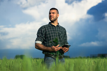 Young farmer in a wheat field, using a tablet and examining crop.