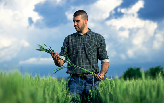 Young farmer standing in a green wheat field examining crop.