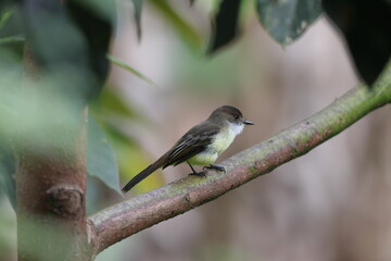 Sad Flycatcher (Myiarchus barbirostris),one of Jamaican endemic species