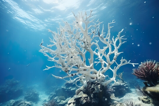 Dead corals. Dead coral reef in the warming ocean. Climate change is destroying coral reefs around the world. Generative AI.