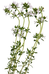 Fototapeta na wymiar Thyme flowers, lat. Thymus, isolated on white background