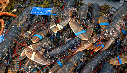 lobsters from the atlantic ocean on the shop counter of a stall in a market hall at Vannes in...