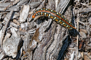 Une beauté la chenille du Sphinx de l'Euphorbe.