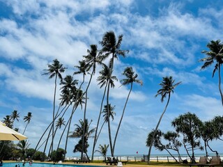 Coconut Palm trees on the beach with blue sky nature