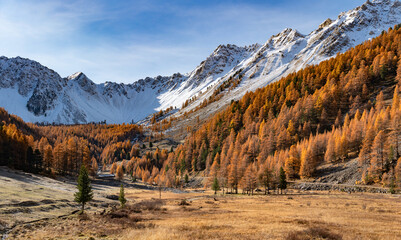 Orceyrette valley in autumn with golden larch trees and mountain peaks covered in fresh snow. Briancon Region in the Hautes-Alpes (French Alps). France - 617388485