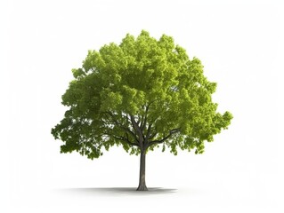 Fototapeta na wymiar green beautiful tree isolated on white background Generative AI