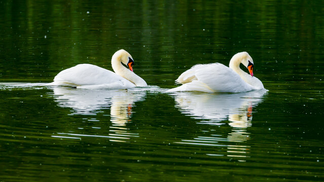 Two swans swimming synchronously on green water of lake