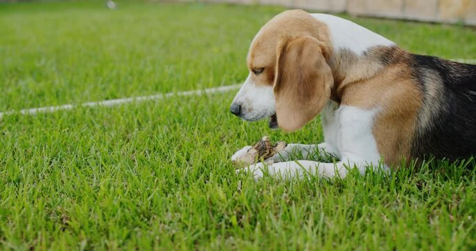 Beagle dog chewing on a bone in the backyard of the house