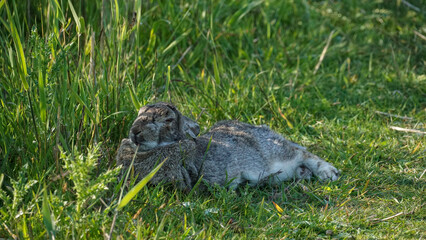 Kaninchen Schlaf baltrum