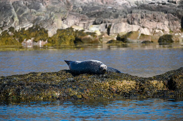 Seals resting on a rock in the sea. Murmansk region, Russia, Arctic.