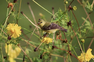 bird on the grass