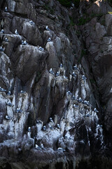 Fototapeta na wymiar Bird colony of seagulls on a rock