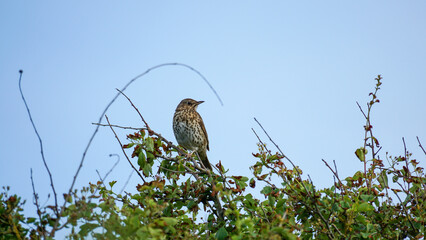 Singdrossel Baltrum Baum