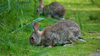 Fototapeta premium Kaninchen Hase Baltrum