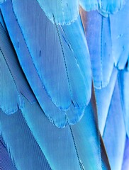 Texture of Macaw feather