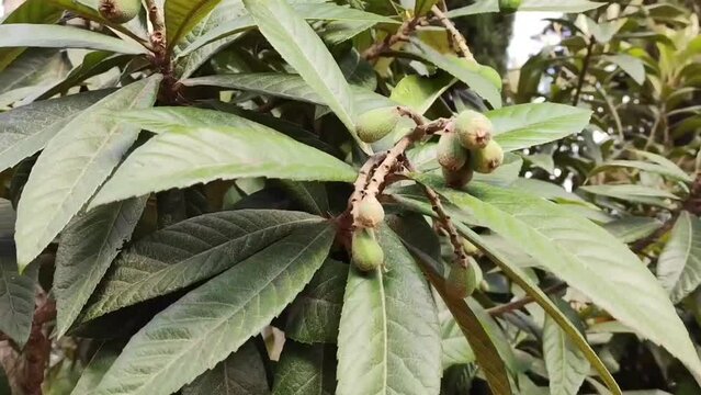 Green unripe medlar fruits on the background of green leaves in the garden