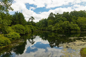 Fototapeta na wymiar landscape in the Magnolia Springs State Park in Georgia