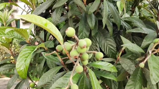 Green unripe medlar fruits on the background of green leaves in the garden