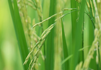 Selective focus Rice grain golden and  fresh in the field