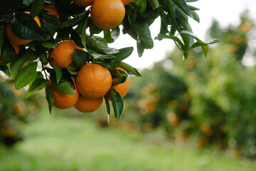 Mandarin oranges hanging from a branch with blurred orchard background.