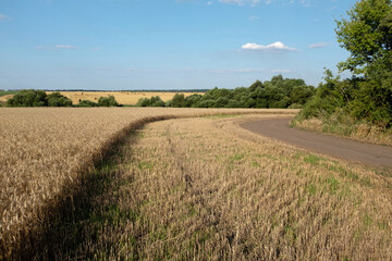 Fototapeta na wymiar Wheat field in summer sunset against blue sky