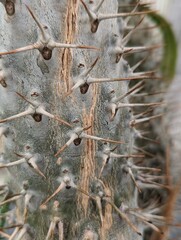 closeup of a cactus - 617398629