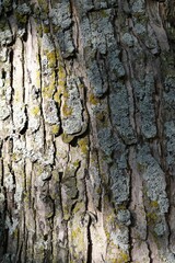 Bark on a Tree