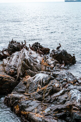 rocks on the beach with pelicans