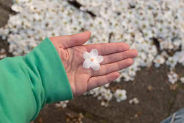 hand with a pink sakura flower