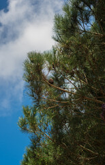 pine tree on the blue sky background