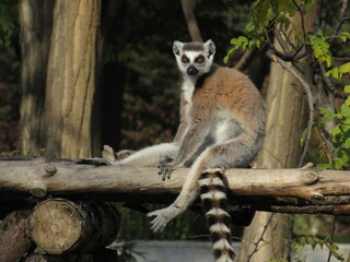 lemur on a tree