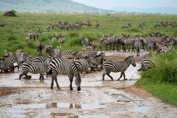 Fototapeta na wymiar Zebras cross a muddy creek in Serengeti National Park