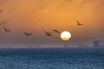 Sonnenaufgang mit Nonnengänsen im Februar über dem Bodden vor Zingst an der Ostsee.